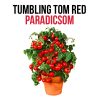 Tumbling Tom Red paradicsom növény nevelő szett