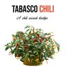 Tabasco chili növény nevelő szett