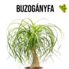 Buzogányfa növény nevelő szett