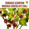 Trinidad Scorpion Moruga chocolate chili paprika növény nevelő szett
